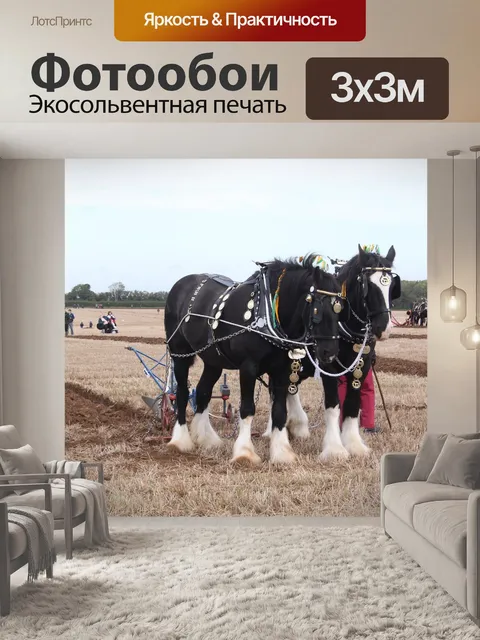 Фотообои Лошади