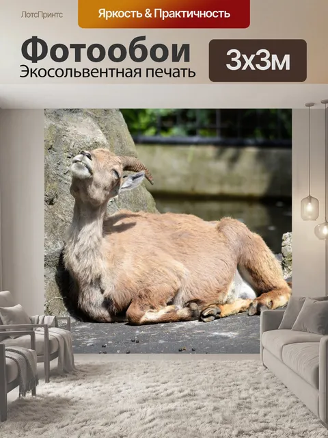 Фотообои Поклонник солнца