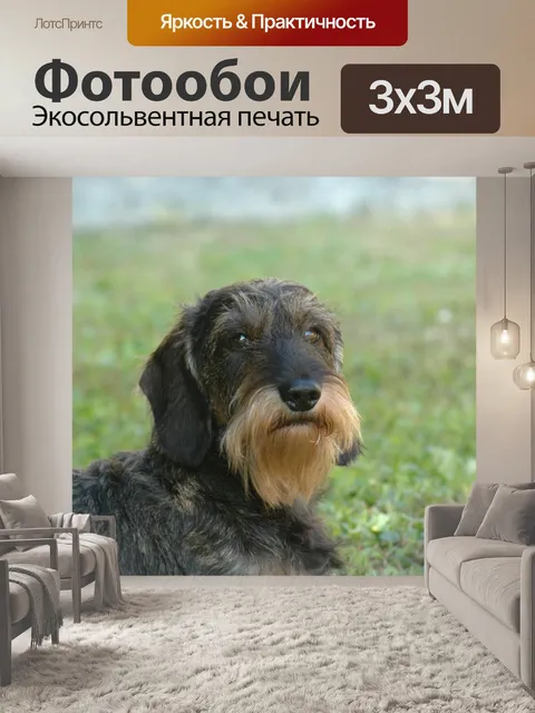 Фотообои Собака