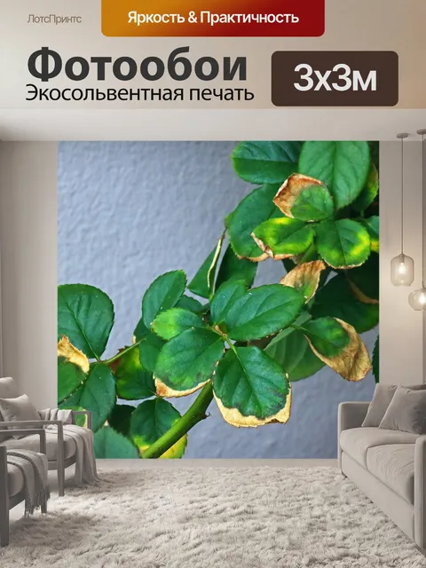Фотообои сухие края вокруг листьев розы