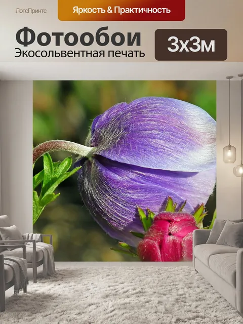 Фотообои Анемоны