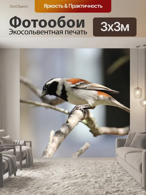 Фотообои Птица