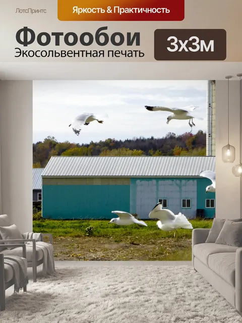 Фотообои Полет чайки на ферме