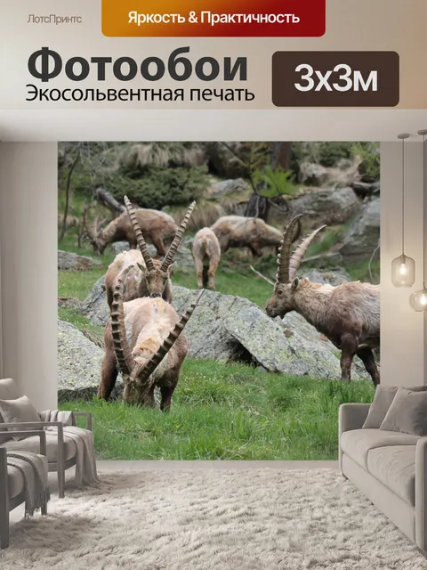 Фотообои Ibex
