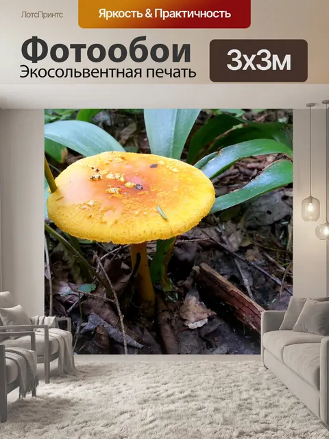 Фотообои Лесных грибов