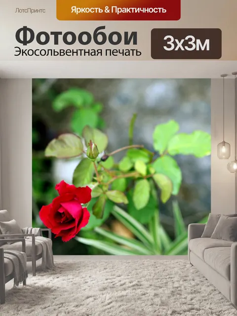 Фотообои красная роза