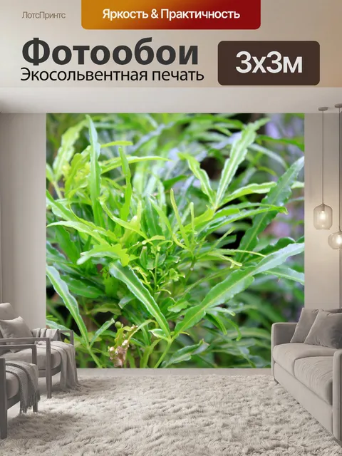 Фотообои Длинные листья растения
