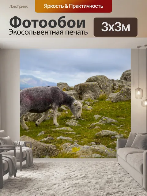 Фотообои Овца