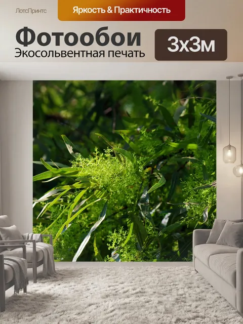 Фотообои солнечный свет на светло-зеленом дереве