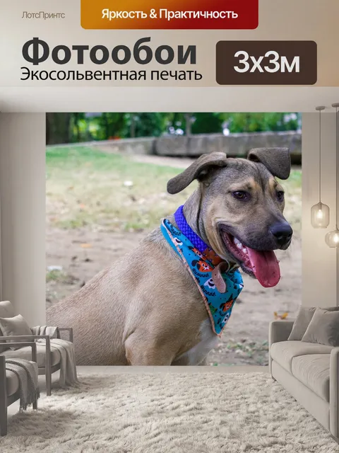 Фотообои Собака