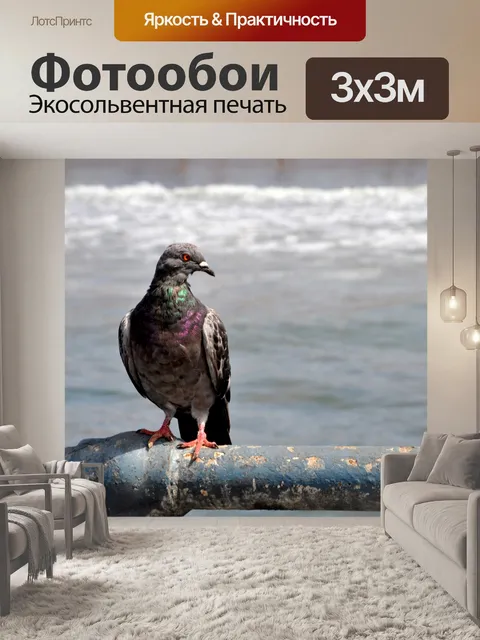 Фотообои Голубь на берег № 1