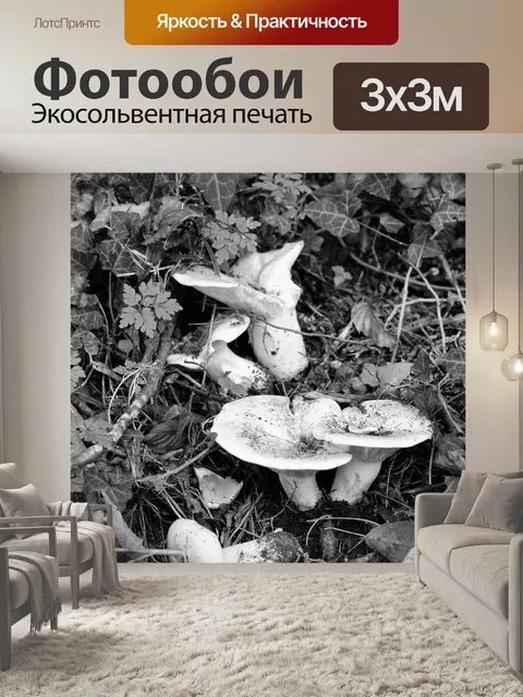 Фотообои Белые грибы