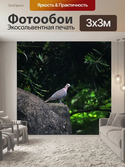 Фотообои голубь сидит на скале