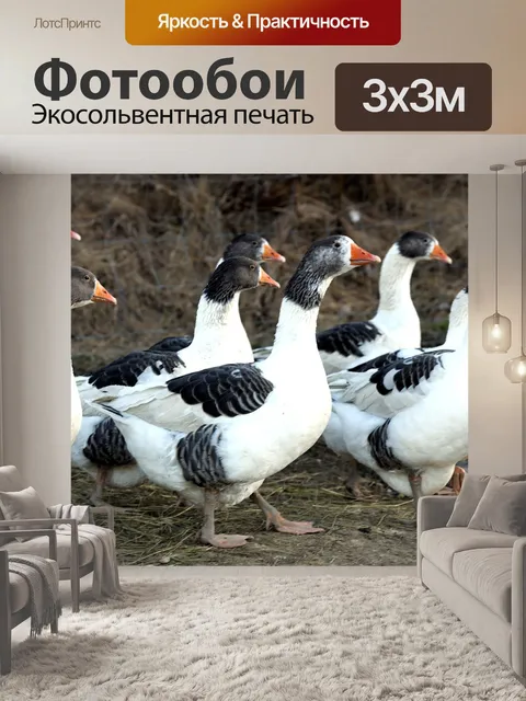 Фотообои Гуси