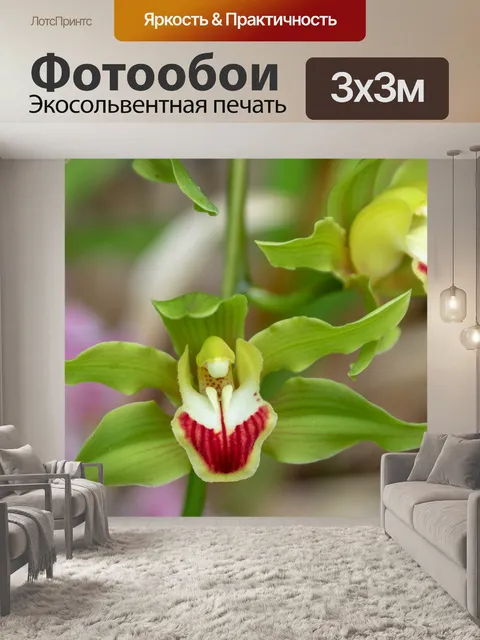 Фотообои Цветок орхидеи