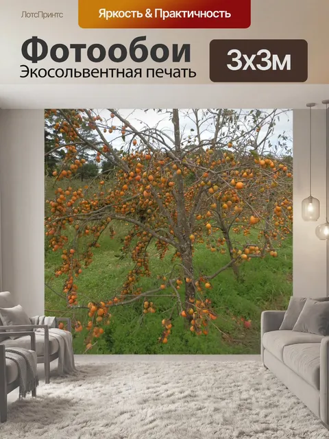 Фотообои Плоды хурмы Дерево