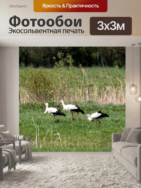 Фотообои Аисты