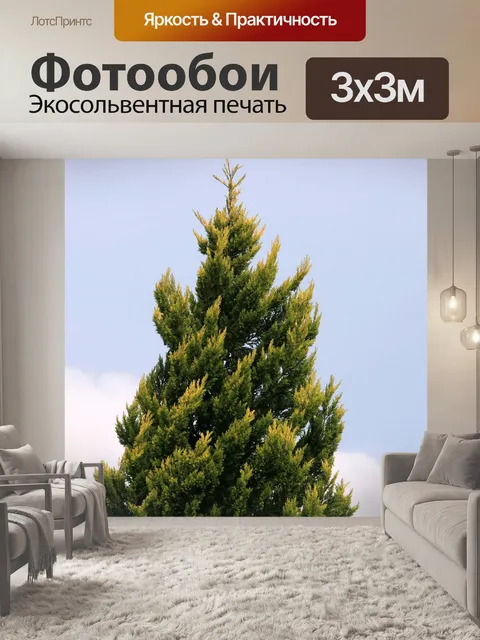 Фотообои Топ хвойное дерево