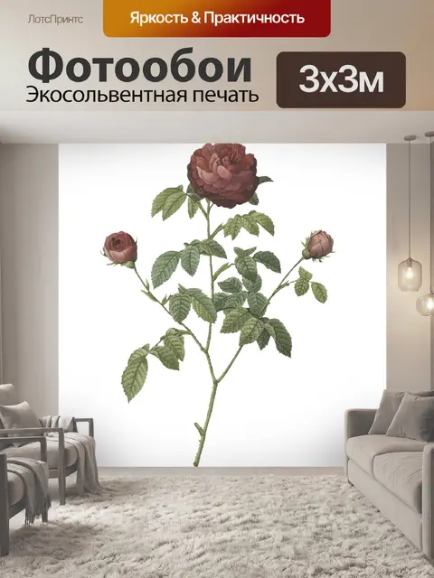 Фотообои Роза