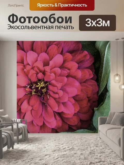 Фотообои Цветок хризантемы