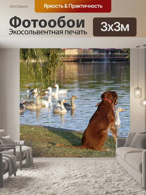 Фотообои Собака