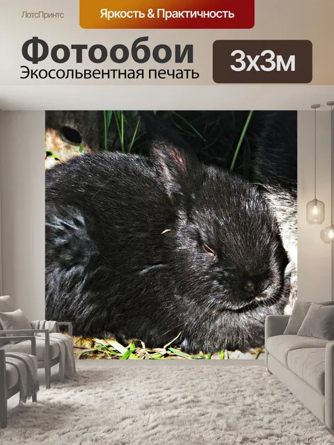 Фотообои Кролик