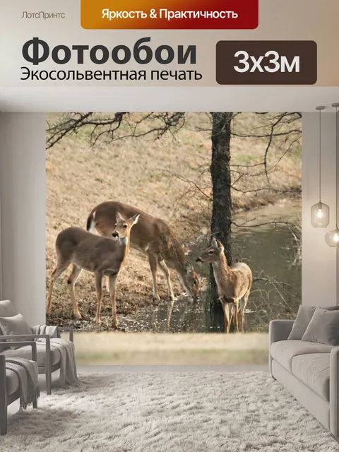 Фотообои Белохвостый олень пьет в пруду