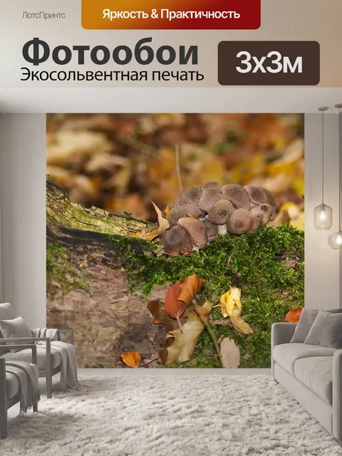 Фотообои Лес