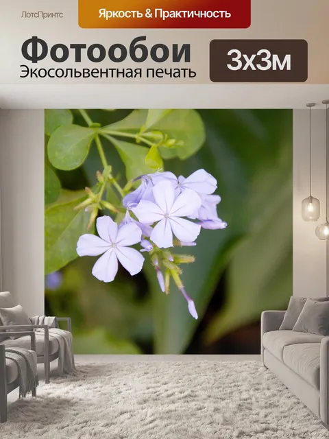 Фотообои Орхидеи