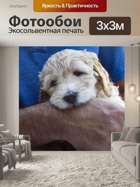 Фотообои Золотой Щенок Щенка
