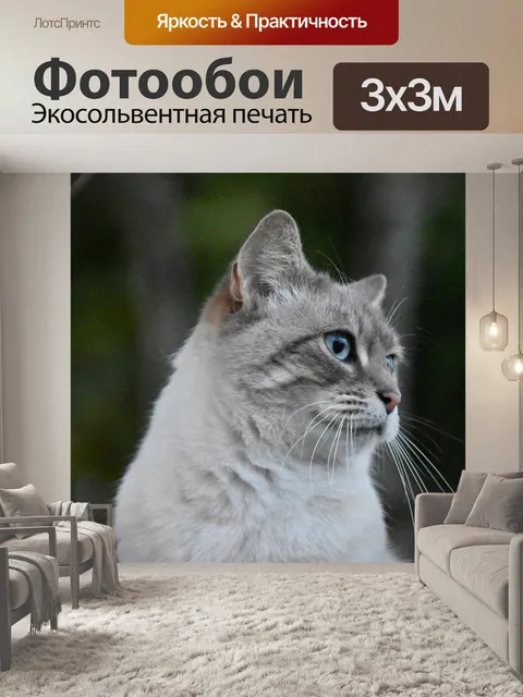 Фотообои Кошка