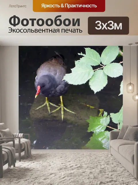 Фотообои Птица