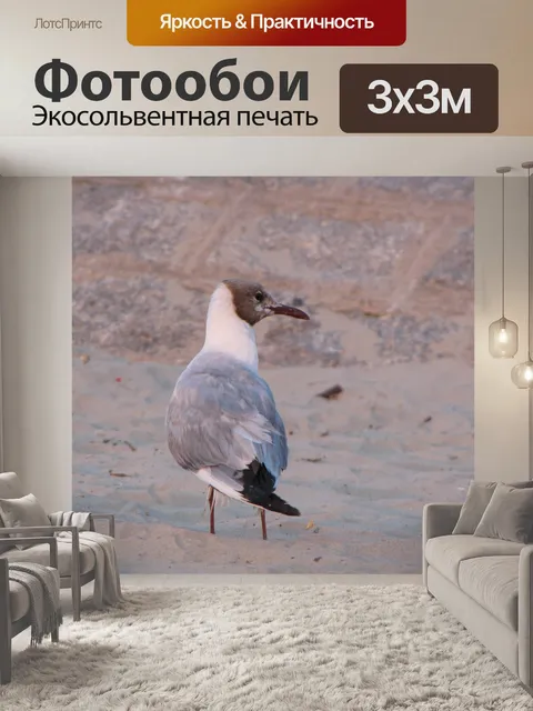 Фотообои Озерная чайка