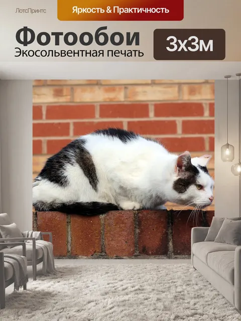 Фотообои Кошка