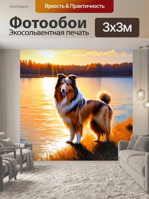 Фотообои грубая колли, стоящая на берегу озера в вечерних лучах заката, отражающих свои цвета в воде