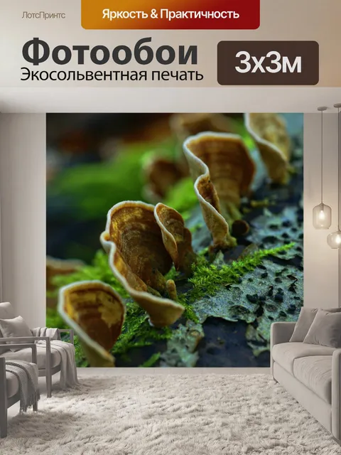 Фотообои Древесный гриб древесные грибы вуд