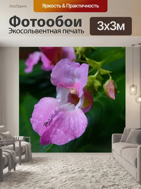 Фотообои Орхидея