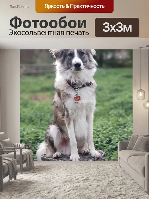 Фотообои Собака