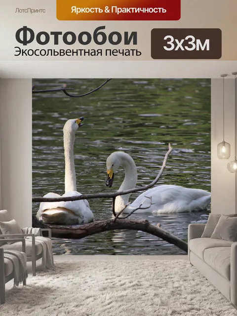 Фотообои Лебеди