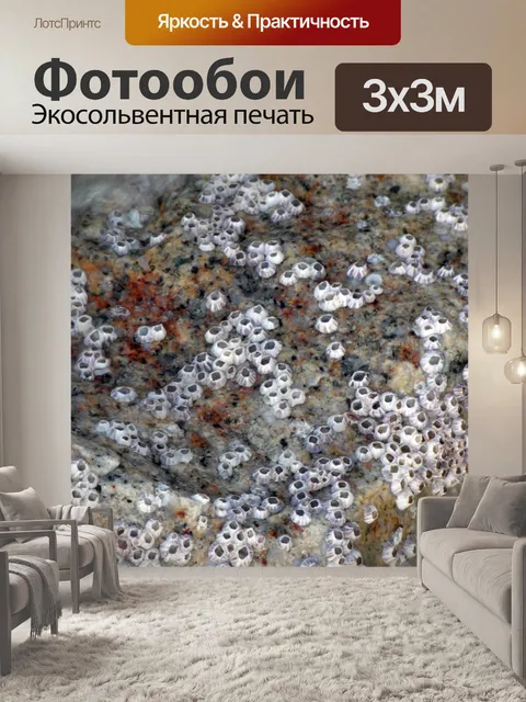 Фотообои Лодка Моллюски