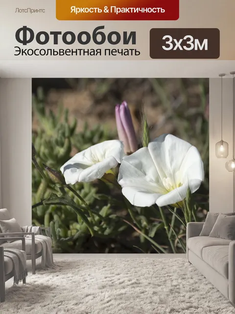 Фотообои Цветы