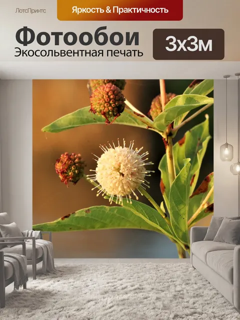 Фотообои Крупный план кнопки