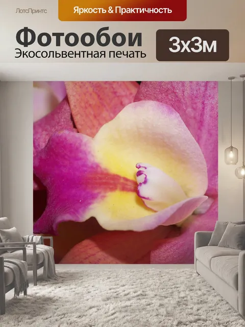 Фотообои Фото цветка орхидеи