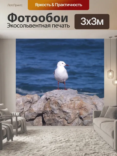 Фотообои Чайка
