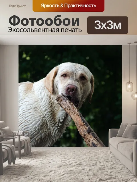 Фотообои Собака