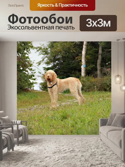 Фотообои Собака