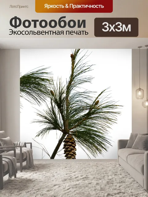 Фотообои Свиная сосна с конусом