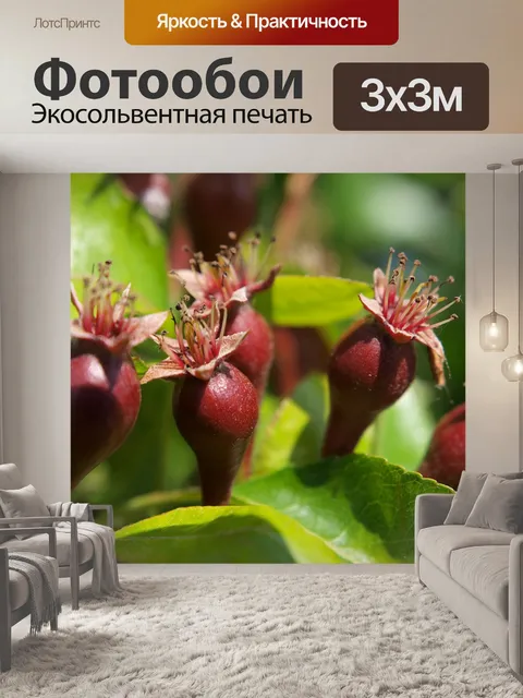 Фотообои Природа