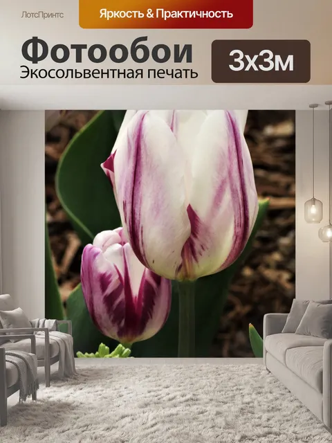 Фотообои Два белых и фиолетовых тюльпана