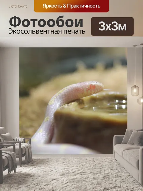 Фотообои Альбинос